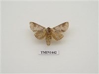 藏品(緣紋新林舟蛾)的圖片